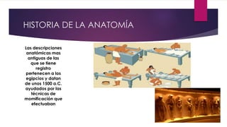 HISTORIA DE LA ANATOMÍA
Las descripciones
anatómicas mas
antiguas de las
que se tiene
registro
pertenecen a los
egipcios y datan
de unos 1500 a.C.
ayudados por las
técnicas de
momificación que
efectuaban
 