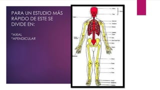 PARA UN ESTUDIO MÁS
RÁPIDO DE ESTE SE
DIVIDE EN:
*AXIAL
*APENDICULAR
 