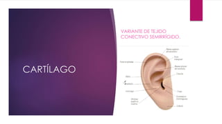 CARTÍLAGO
VARIANTE DE TEJIDO
CONECTIVO SEMIRRÍGIDO.
 