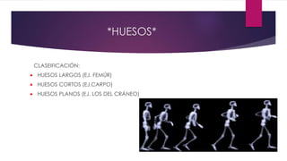 *HUESOS*
CLASEIFICACIÓN:
 HUESOS LARGOS (EJ. FEMÚR)
 HUESOS CORTOS (EJ.CARPO)
 HUESOS PLANOS (EJ. LOS DEL CRÁNEO)
 