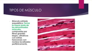 TIPOS DE MÚSCULO
- Músculo estriado
esquelético: Forma
la mayor parte de
los denominados
músculos,
compuestos por
fibras grandes
largas, cilíndricas
con estrías
transversas con
núcleos localizados
periféricamente.
 