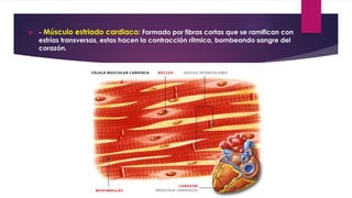  - Músculo estriado cardiaco: Formado por fibras cortas que se ramifican con
estrías transversas, estas hacen la contracción rítmica, bombeando sangre del
corazón.
 