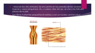  - Músculo liso (No estriado): Se encuentra en las paredes de las vísceras
huecas y vasos sanguíneos, iris, y cuerpo ciliar del ojo, se une a los folículos
pilosos de la piel.
 Son fibras fusiformes pequeñas sin estrías y con un núcleo central único
 