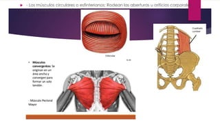  - Los músculos circulares o esfinterianos: Rodean las aberturas u orificios corporales
y los comprimen cuando se contraen.
 