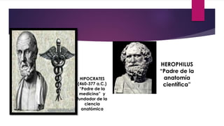 HIPOCRATES
(460-377 a.C.)
“Padre de la
medicina” y
fundador de la
ciencia
anatómica
 