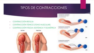 TIPOS DE CONTRACCIONES
• CONTRACCIÓN REFLEJA
• CONTRACCIÓN TÓNICO (TONO MUSCULAR)
• CONTRACCIÓN FÁSCIA: ISOTÓNICA Y ISOMÉTRICA
 