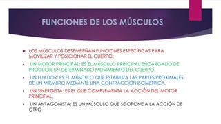 FUNCIONES DE LOS MÚSCULOS
 LOS MÚSCULOS DESEMPEÑAN FUNCIONES ESPECÍFICAS PARA
MOVILIZAR Y POSICIONAR EL CUERPO:
 UN MOTOR PRINCIPAL: ES EL MÚSCULO PRINCIPAL ENCARGADO DE
PRODUCIR UN DETERMINADO MOVIMIENTO DEL CUERPO.
 UN FIJADOR: ES EL MÚSCULO QUE ESTABILIZA LAS PARTES PROXIMALES
DE UN MIEMBRO MEDIANTE UNA CONTRACCIÓN ISOMÉTRICA.
 UN SINERGISTA: ES EL QUE COMPLEMENTA LA ACCIÓN DEL MOTOR
PRINCIPAL.
 UN ANTAGONISTA: ES UN MÚSCULO QUE SE OPONE A LA ACCIÓN DE
OTRO
 