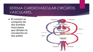 SISTEMA CARDIOVASCULAR-CIRCUITOS
VASCULARES.
 El corazón se
compone de
dos bombas
musculares
que dividen la
circulación en
dos partes
 