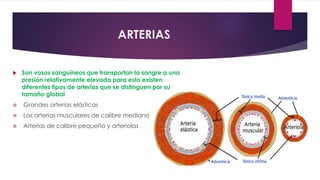 ARTERIAS
 Son vasos sanguíneos que transportan la sangre a una
presión relativamente elevada para esto existen
diferentes tipos de arterias que se distinguen por su
tamaño global
 Grandes arterias elásticas
 Las arterias musculares de calibre mediano
 Arterias de calibre pequeño y arteriolas
 