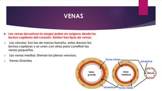 VENAS
 Las venas devuelven la sangre pobre en oxígeno desde los
lechos capilares del corazón. Existen tres tipos de venas:
 Las vénulas: Son las de menos tamaño, estas drenan los
lechos capilares y se unen con otras para constituir las
venas pequeñas.
 Las venas medias: Drenan los plexos venosos.
 Venas Grandes
 