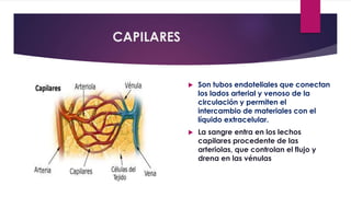 CAPILARES
 Son tubos endoteliales que conectan
los lados arterial y venoso de la
circulación y permiten el
intercambio de materiales con el
líquido extracelular.
 La sangre entra en los lechos
capilares procedente de las
arteriolas, que controlan el flujo y
drena en las vénulas
 