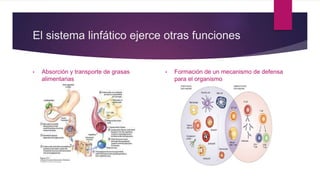 El sistema linfático ejerce otras funciones
• Absorción y transporte de grasas
alimentarias
• Formación de un mecanismo de defensa
para el organismo
 