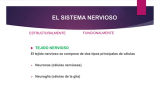 EL SISTEMA NERVIOSO
ESTRUCTURALMENTE FUNCIONALMENTE
 TEJIDO NERVIOSO
El tejido nervioso se compone de dos tipos principales de células
 Neuronas (células nerviosas)
 Neuroglia (células de la glía)
 