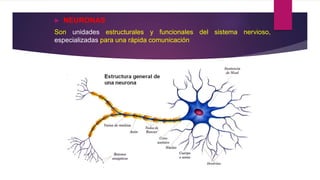  NEURONAS
Son unidades estructurales y funcionales del sistema nervioso,
especializadas para una rápida comunicación
 