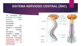 SISTEMA NERVIOSO CENTRAL (SNC)
Se compone del
encéfalo y la médula
espinal. Sus
funciones
principales
consisten en
integrar y coordinar
las señales
nerviosas de
entrada y salida, y
llevar acabo las
funciones mentales
superiores, como el
pasamiento y el
aprendizaje.
 