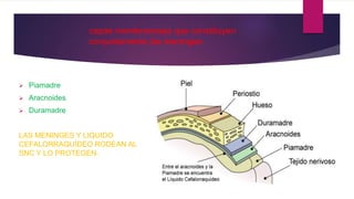  Piamadre
 Aracnoides
 Duramadre
LAS MENINGES Y LIQUIDO
CEFALORRAQUÍDEO RODEAN AL
SNC Y LO PROTEGEN.
capas membranosas que constituyen
conjuntamente las meninges:
 
