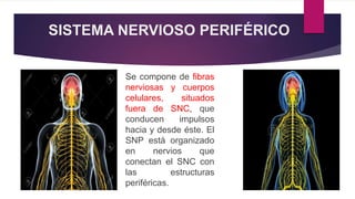 SISTEMA NERVIOSO PERIFÉRICO
Se compone de fibras
nerviosas y cuerpos
celulares, situados
fuera de SNC, que
conducen impulsos
hacia y desde éste. El
SNP está organizado
en nervios que
conectan el SNC con
las estructuras
periféricas.
 