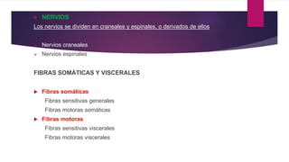  NERVIOS
Los nervios se dividen en craneales y espinales, o derivados de ellos
 Nervios craneales
 Nervios espinales
FIBRAS SOMÁTICAS Y VISCERALES
 Fibras somáticas
Fibras sensitivas generales
Fibras motoras somáticas
 Fibras motoras
Fibras sensitivas viscerales
Fibras motoras viscerales
 