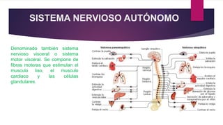 SISTEMA NERVIOSO AUTÓNOMO
Denominado también sistema
nervioso visceral o sistema
motor visceral. Se compone de
fibras motoras que estimulan el
musculo liso, el musculo
cardiaco y las células
glandulares.
 