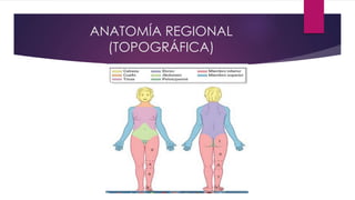 ANATOMÍA REGIONAL
(TOPOGRÁFICA)
 