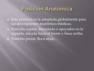 Introducción a la anatomía y terminología anatómica
