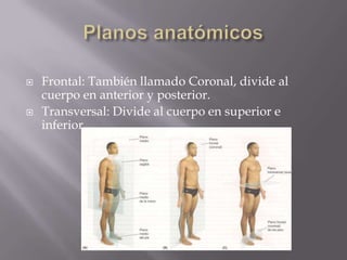 Introducción a la anatomía y terminología anatómica