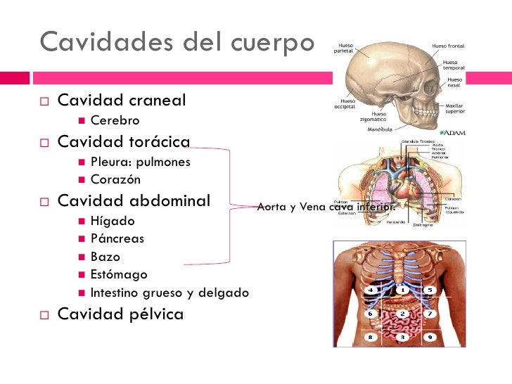 Cavidades Del Cuerpo Humana Ppt Presentation