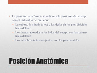 • La posición anatómica se refiere a la posición del cuerpo
  con el individuo de pie, con:
  • La cabeza, la mirada (ojos...