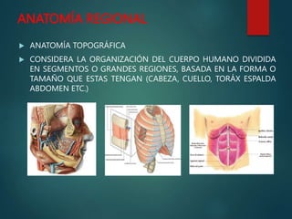 ANATOMÍA REGIONAL
 ANATOMÍA TOPOGRÁFICA
 CONSIDERA LA ORGANIZACIÓN DEL CUERPO HUMANO DIVIDIDA
EN SEGMENTOS O GRANDES REGIONES, BASADA EN LA FORMA O
TAMAÑO QUE ESTAS TENGAN (CABEZA, CUELLO, TORÁX ESPALDA
ABDOMEN ETC.)
 