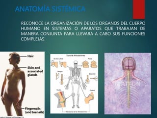 ANATOMÍA SISTÉMICA
RECONOCE LA ORGANIZACIÓN DE LOS ORGANOS DEL CUERPO
HUMANO EN SISTEMAS O APARATOS QUE TRABAJAN DE
MANERA CONJUNTA PARA LLEVARA A CABO SUS FUNCIONES
COMPLEJAS.
 