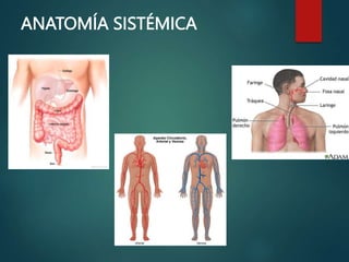 ANATOMÍA SISTÉMICA
 