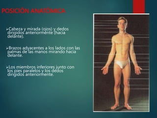 POSICIÓN ANATÓMICA
Cabeza y mirada (ojos) y dedos
dirigidos anteriormente (hacia
delante).
Brazos adyacentes a los lados con las
palmas de las manos mirando hacia
delante.
Los miembros inferiores junto con
los pies paralelos y los dedos
dirigidos anteriormente.
 