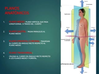 PLANOS
ANATÓMICOS
1. PLANO MEDIO: PLANO VERTICAL QUE PASA
LONGITUDINAL A TRAVES DEL CUERPO
2. PLANO SAGITAL: PASAN PARALELOS AL
PLANO MEDIO
3. PLANO (FRONTAL) CORONAL: TRAVIESAN
AL CUERPO EN ANGULO RECTO RESPECTO AL
PLANO MEDIO
4. PLANO TRANSVERSAL:
5. CRUZAN AL CUERPO EN ÁNGULO RECTO RESPECTO
A LOS PLANOS MEDIO Y FORNTAL.
 