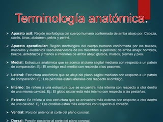  Aparato axil: Región morfológica del cuerpo humano conformada de arriba abajo por: Cabeza,
cuello, tórax, abdomen, pelvis y periné.
 Aparato apendicular: Región morfológica del cuerpo humano conformada por los huesos,
músculos y elementos vasculonerviosos de los miembros superiores; de arriba abajo: hombros,
brazos, antebrazos y manos e inferiores de arriba abajo glúteos, mulsos, piernas y pies.
 Medial: Estructura anatómica que se acerca al plano sagital mediano con respecto a un patrón
de comparación. Ej.: El ombligo está medial con respecto a los pezones.
 Lateral: Estructura anatómica que se aleja del plano sagital mediano con respecto a un patrón
de comparación. Ej.: Los pezones están laterales con respecto al ombligo.
 Interno: Se refiere a una estructura que se encuentra más interna con respecto a otra dentro
de una misma cavidad. Ej.: El globo ocular está más interno con respecto a las pestañas.
 Externo: Se refiere a una estructura que se encuentra más externa con respecto a otra dentro
de una cavidad. Ej.: Las costillas están más externas con respecto al corazón.
 Ventral: Porción anterior al corte del plano coronal.
 Dorsal: Porción posterior al corte del plano coronal.
 