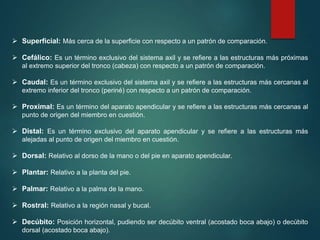  Superficial: Más cerca de la superficie con respecto a un patrón de comparación.
 Cefálico: Es un término exclusivo del sistema axil y se refiere a las estructuras más próximas
al extremo superior del tronco (cabeza) con respecto a un patrón de comparación.
 Caudal: Es un término exclusivo del sistema axil y se refiere a las estructuras más cercanas al
extremo inferior del tronco (periné) con respecto a un patrón de comparación.
 Proximal: Es un término del aparato apendicular y se refiere a las estructuras más cercanas al
punto de origen del miembro en cuestión.
 Distal: Es un término exclusivo del aparato apendicular y se refiere a las estructuras más
alejadas al punto de origen del miembro en cuestión.
 Dorsal: Relativo al dorso de la mano o del pie en aparato apendicular.
 Plantar: Relativo a la planta del pie.
 Palmar: Relativo a la palma de la mano.
 Rostral: Relativo a la región nasal y bucal.
 Decúbito: Posición horizontal, pudiendo ser decúbito ventral (acostado boca abajo) o decúbito
dorsal (acostado boca abajo).
 