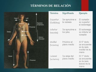 TÉRMINOS DE RELACIÓN
Término Significado Ejemplo
Superior
(Cefálico)
Se aproxima a
la cabeza
El corazón
es superior
al estomago
Inferior
(caudal)
Se aproxima a
los pies
El estomago
es inferior al
corazón
Medial
(interno)
Próximo al
plano medio
El 5° dedo
se encuentra
en la cara
medial de la
mano
Lateral
(externo)
Se aleja del
pleno medio
El 1° dedo
se encuentra
en la cara
lateral de la
mano
 