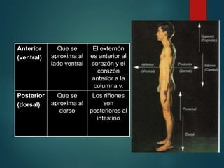 Anterior
(ventral)
Que se
aproxima al
lado ventral
El externón
es anterior al
corazón y el
corazón
anterior a la
columna v.
Posterior
(dorsal)
Que se
aproxima al
dorso
Los riñones
son
posteriores al
intestino
 