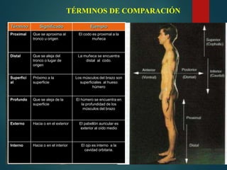 Término Significado Ejemplo
Proximal Que se aproxima al
tronco u origen
El codo es proximal a la
muñeca
Distal Que se aleja del
tronco o lugar de
origen
La muñeca se encuentra
distal al codo.
Superfici
al
Próximo a la
superficie
Los músculos del brazo son
superficiales al hueso
húmero
Profundo Que se aleja de la
superficie
El húmero se encuentra en
la profundidad de los
músculos del brazo
Externo Hacia o en el exterior El pabellón auricular es
exterior al oído medio
Interno Hacia o en el interior El ojo es interno a la
cavidad orbitaria.
TÉRMINOS DE COMPARACIÓN
 