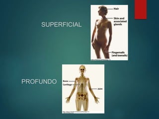 SUPERFICIAL
PROFUNDO
 
