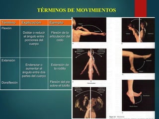 Término Explicación Ejemplo
Flexión
Doblar o reducir
el ángulo entre
porciones del
cuerpo
Flexión de la
articulación del
codo
Extensión
Dorsiflexión
Enderezar o
aumentar el
ángulo entre dos
partes del cuerpo
Extensión de
la rodilla
Flexión del pie
sobre el tobillo
TÉRMINOS DE MOVIMIENTOS
 