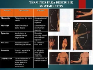 TÉRMINOS PARA DESCRIBIR
MOVIMIENTOS
Término Explicación Ejemplo
Abducción Alejamiento del plano
medio
Separación del
miembro
superior
Aducción Acercamiento al
plano medio
Aproximación
del miembro
superior
Rotación Movimiento al
rededor del eje
longitudinal
Rotación
medial y lateral
del miembro
superior
Pronación Rotación medial del
antebrazo y de la mano
La palma mira
hacia atrás
Supinación Rotación lateral de la
mano y antebrazo
La palma mira
hacia delante
(posición
anatómica)
Circonducción Movimiento circular de
combinación entre
flexión, extensión,
separación y
aproximación
Circonducción del
miembro superior
 