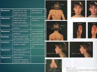 Elevación Elevación o mov.
Superior de una
parte del cuerpo
Elevación de
los hombros
Depresión Descenso o mov.
Inferior de una
parte del cuerpo
Descender los
hombros
Protusión Es un movimiento
anterior
La mandíbula
Retrosión Es un movimiento
posterior
La mandíbula
hacia adentro
Eversión Aleja la planta del
pie del plano medio
La planta mira
ínfero lateral
Inversión Aproxima la planta
al plano medio
La planta mira
inferolateralme
nte
Oposición El pulplejo del 1°
dedo se acerca a la
yema del otro
Reposición Describe la
oposición hasta la
posición anatómica
 