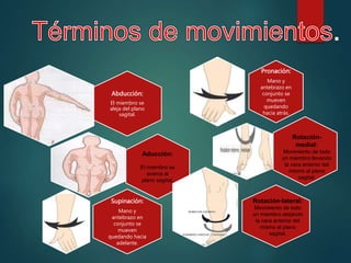 Abducción:
El miembro se
aleja del plano
sagital.
Supinación:
Mano y
antebrazo en
conjunto se
mueven
quedando hacia
adelante.
Pronación:
Mano y
antebrazo en
conjunto se
mueven
quedando
hacia atrás.
Aducción:
El miembro se
acerca al
plano sagital.
Rotación-
medial:
Movimiento de todo
un miembro llevando
la cara anterior del
mismo al plano
sagital.
Rotación-lateral:
Movimiento de todo
un miembro alejando
la cara anterior del
mismo al plano
sagital.
 