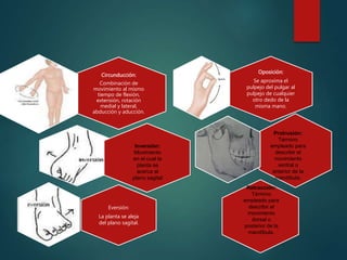 Circunducción:
Combinación de
movimiento al mismo
tiempo de flexión,
extensión, rotación
medial y lateral,
abducción y aducción.
Eversión:
La planta se aleja
del plano sagital.
Oposición:
Se aproxima el
pulpejo del pulgar al
pulpejo de cualquier
otro dedo de la
misma mano.
Inversión:
Movimiento
en el cual la
planta se
acerca al
plano sagital
Protrusión:
Término
empleado para
describir el
movimiento
ventral o
anterior de la
mandíbula.
Retracción:
Término
empleado para
describir el
movimiento
dorsal o
posterior de la
mandíbula.
 