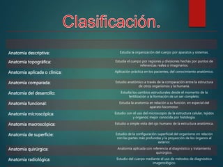 Anatomía descriptiva: Estudia la organización del cuerpo por aparatos y sistemas.
Anatomía topográfica: Estudia el cuerpo por regiones y divisiones hechas por puntos de
referencias reales o imaginarios.
Anatomía aplicada o clínica: Aplicación práctica en los pacientes, del conocimiento anatómico.
Anatomía comparada: Estudio anatómico a través de la comparación entre la estructura
de otros organismos y la humana.
Anatomía del desarrollo: Estudia los cambios estructurales desde el momento de la
fertilización a la formación de un ser completo.
Anatomía funcional: Estudia la anatomía en relación a su función, en especial del
aparato locomotor.
Anatomía microscópica: Estudio con el uso del microscopio de la estructura celular, tejidos
y órganos; mejor conocida por histología.
Anatomía macroscópica: Estudio a simple vista del ojo humano de la estructura anatómica.
Anatomía de superficie: Estudio de la configuración superficial del organismo en relación
con las partes más profundas y la proyección de los órganos al
exterior.
Anatomía quirúrgica: Anatomía aplicada con referencia al diagnóstico y tratamiento
quirúrgico.
Anatomía radiológica: Estudio del cuerpo mediante el uso de métodos de diagnóstico
imagenológico.
 