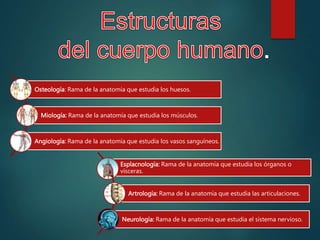 Osteología: Rama de la anatomía que estudia los huesos.
Miología: Rama de la anatomía que estudia los músculos.
Angiología: Rama de la anatomía que estudia los vasos sanguíneos.
Esplacnología: Rama de la anatomía que estudia los órganos o
vísceras.
Artrología: Rama de la anatomía que estudia las articulaciones.
Neurología: Rama de la anatomía que estudia el sistema nervioso.
 