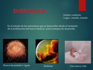 Embrio: embrión
Logos : estudio, tratado
Es el estudio de las estructuras que se desarrollan desde el momento
de la fertilización del huevo hasta la octava semana de desarrollo.
Huevo fecundado= cigoto Embrión Una nueva vida
 