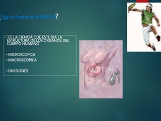 ¿Qué es AnatomíahUMANA?
ES LA CIENCIA QUE ESTUDIA LA
ESTRUCTURA DE LOS ÓRGANOS DEL
CUERPO HUMANO
MICROSCOPICA
MACROSCOPICA
DIVISIONES
 