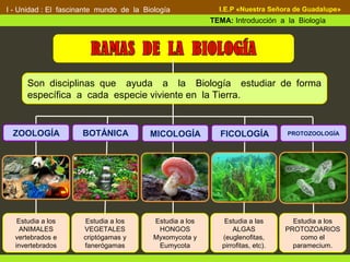 I - Unidad : El fascinante mundo de la Biología
TEMA: Introducción a la Biología
I.E.P «Nuestra Señora de Guadalupe»
Estudia a los
ANIMALES
vertebrados e
invertebrados
BOTÁNICA MICOLOGÍA FICOLOGÍA PROTOZOOLOGÍA
Estudia a los
VEGETALES
criptógamas y
fanerógamas
Estudia a los
HONGOS
Myxomycota y
Eumycota
Estudia a las
ALGAS
(euglenofitas,
pirrofitas, etc).
Estudia a los
PROTOZOARIOS
como el
paramecium.
Son disciplinas que ayuda a la Biología estudiar de forma
específica a cada especie viviente en la Tierra.
ZOOLOGÍA
 