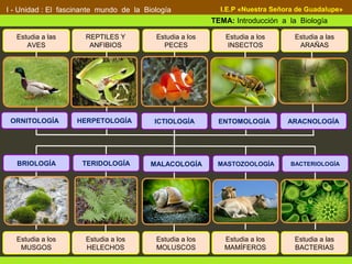 Definición:
I - Unidad : El fascinante mundo de la Biología
TEMA: Introducción a la Biología
I.E.P «Nuestra Señora de Guadalupe»
Estudia a los
MUSGOS
TERIDOLOGÍA MALACOLOGÍA MASTOZOOLOGÍA BACTERIOLOGÍA
Estudia a los
HELECHOS
Estudia a los
MOLUSCOS
Estudia a los
MAMÍFEROS
Estudia a las
BACTERIAS
BRIOLOGÍA
Definición:
HERPETOLOGÍA ICTIOLOGÍA ENTOMOLOGÍA ARACNOLOGÍAORNITOLOGÍA
Estudia a las
AVES
REPTILES Y
ANFIBIOS
Estudia a los
PECES
Estudia a los
INSECTOS
Estudia a las
ARAÑAS
 
